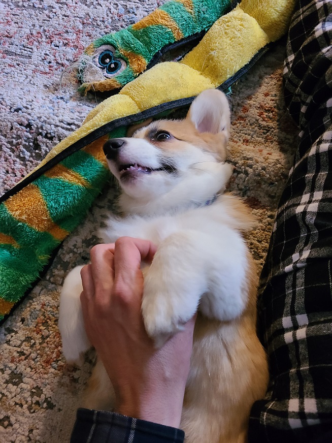 Picture of a puppy being petted by a hand that belongs to ME.